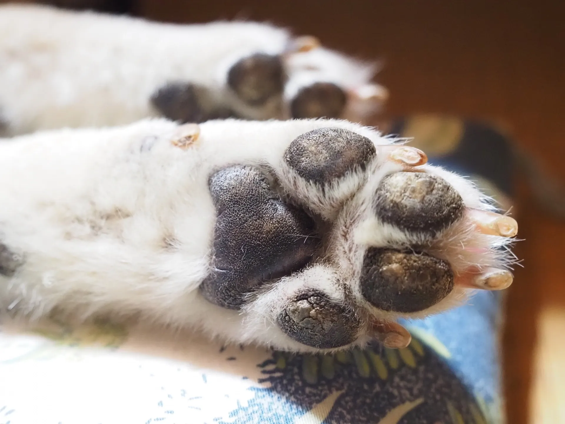 犬の足裏ケアで滑りを防ぐ方法（毛のカット・爪のケア）の参考画像