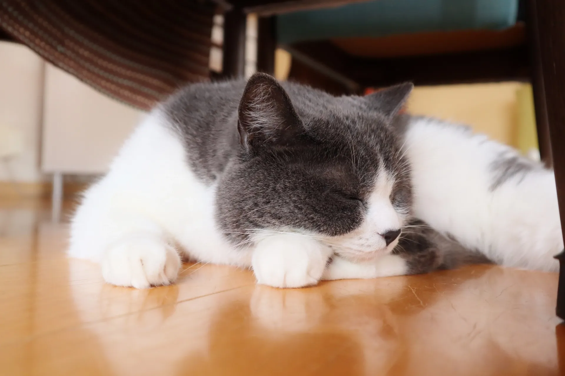 猫 フロリーング くつろぐ