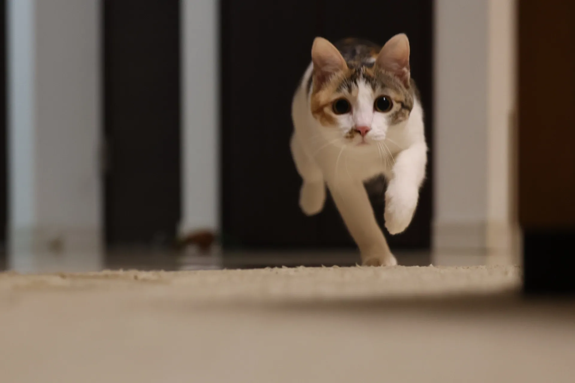 猫 走る 滑る 室内