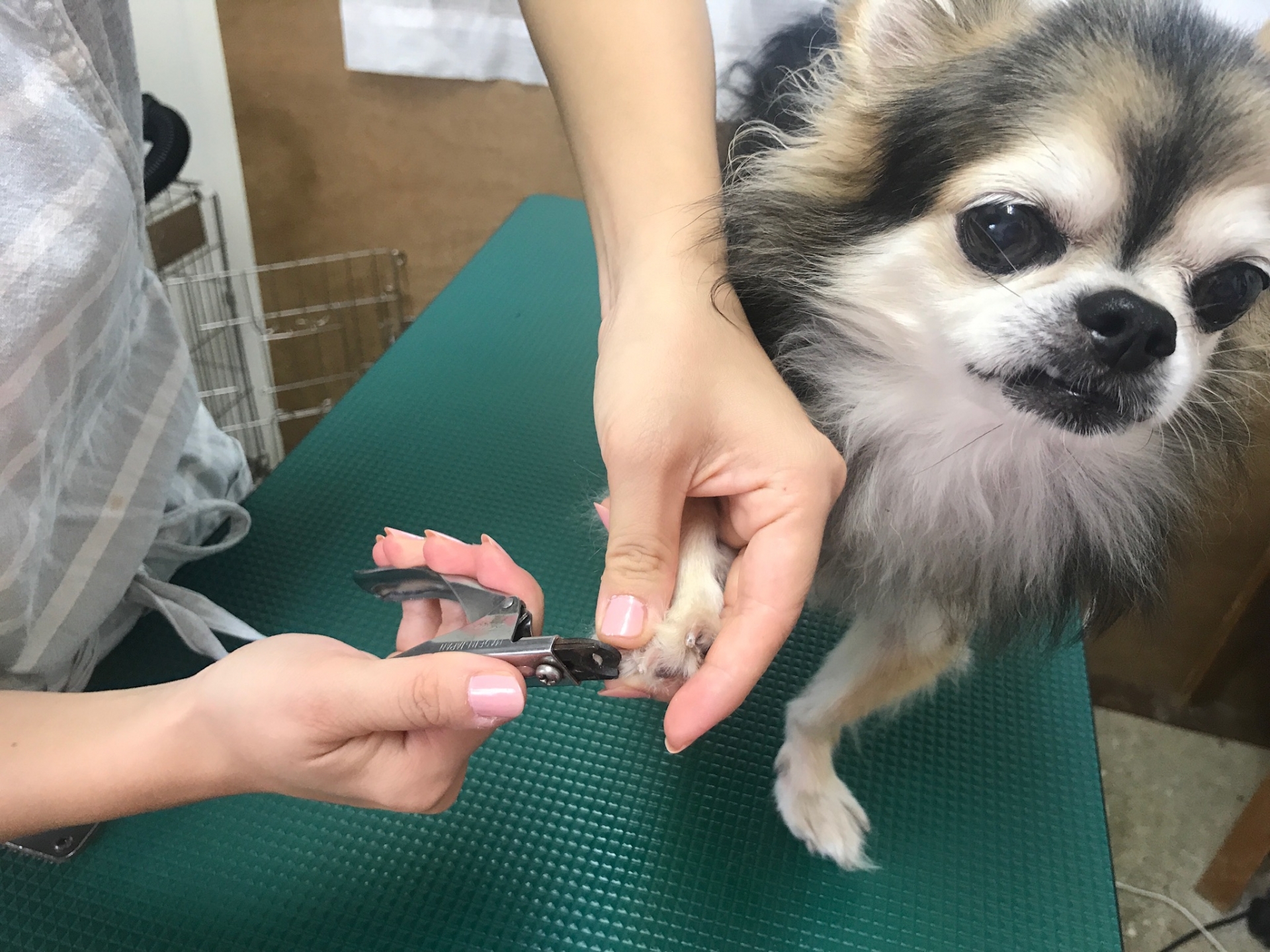 犬 爪の管理